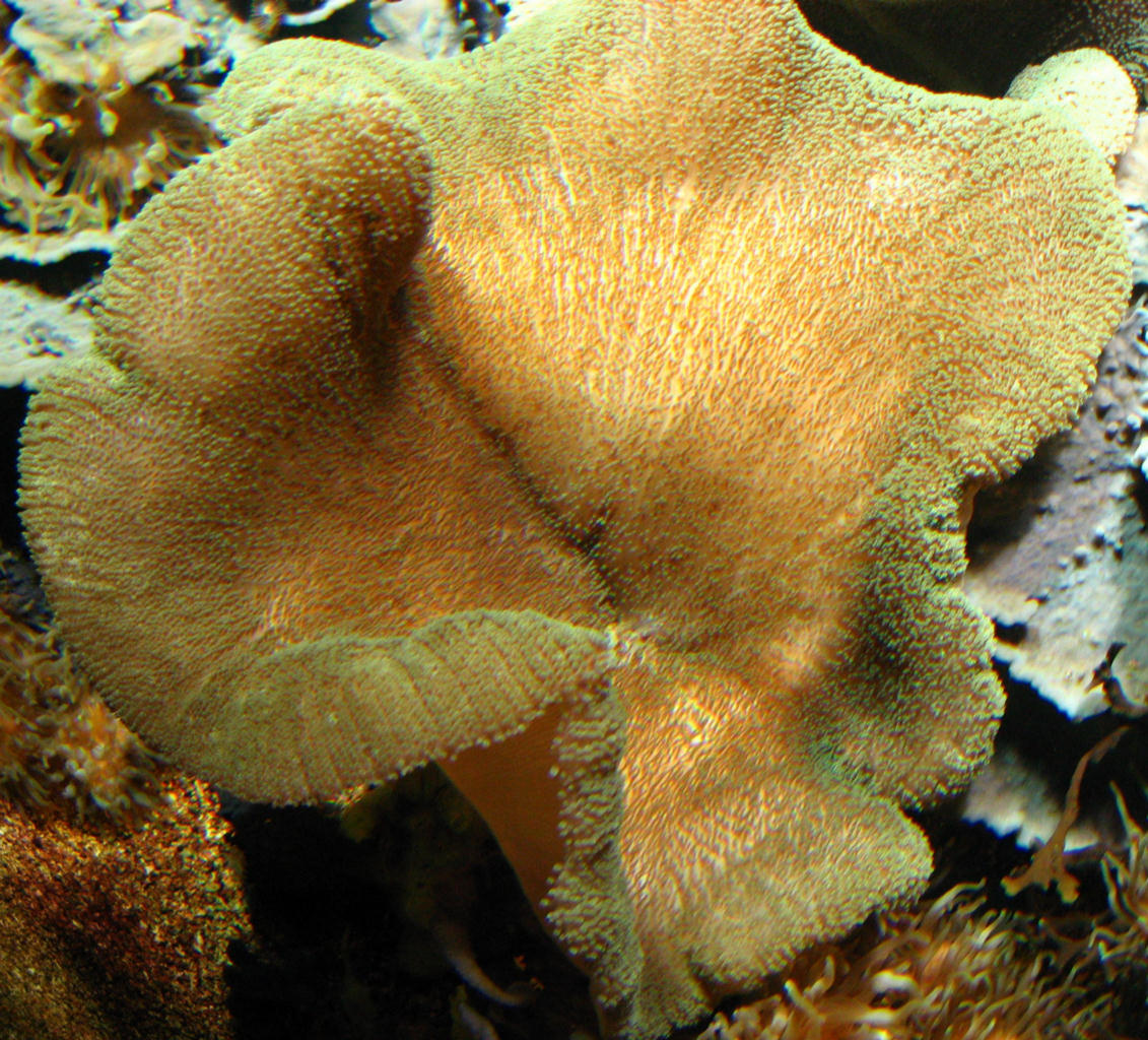 Stichodactyla helianthus